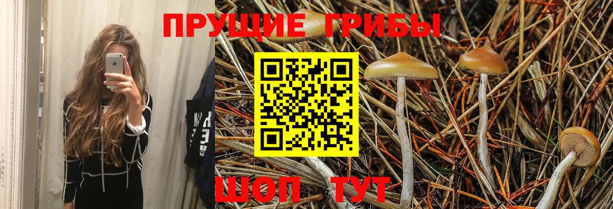 Галлюциногенные грибы Psilocybine cubensis Валуйки